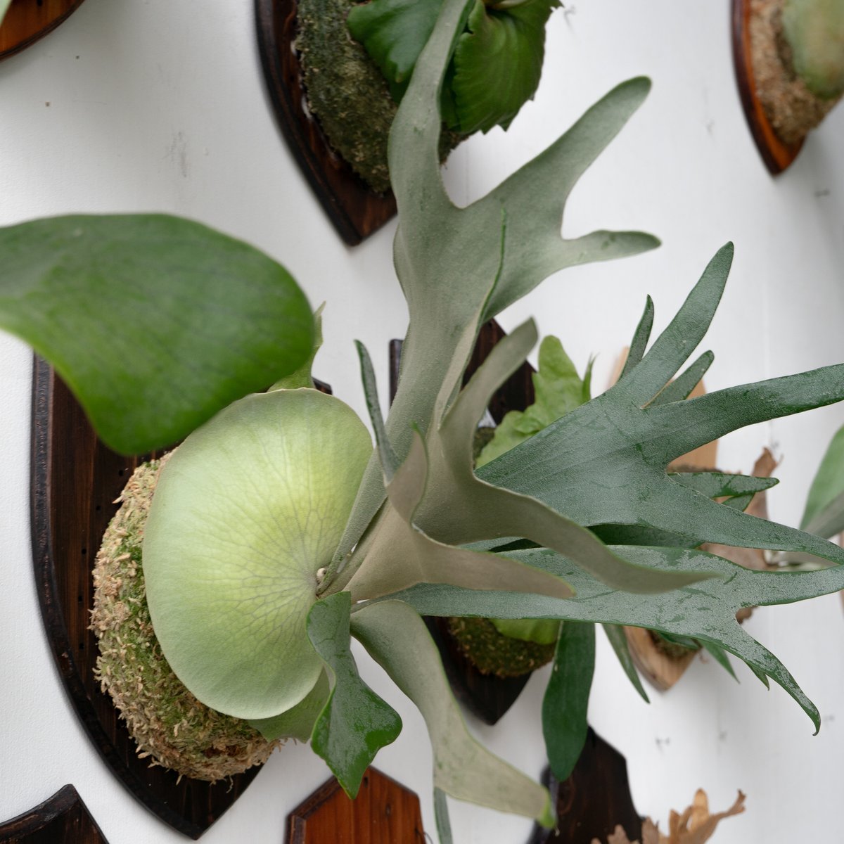 2025.9/29〜】板付ビカクシダ P. White Hawk（pup） | IMAMA