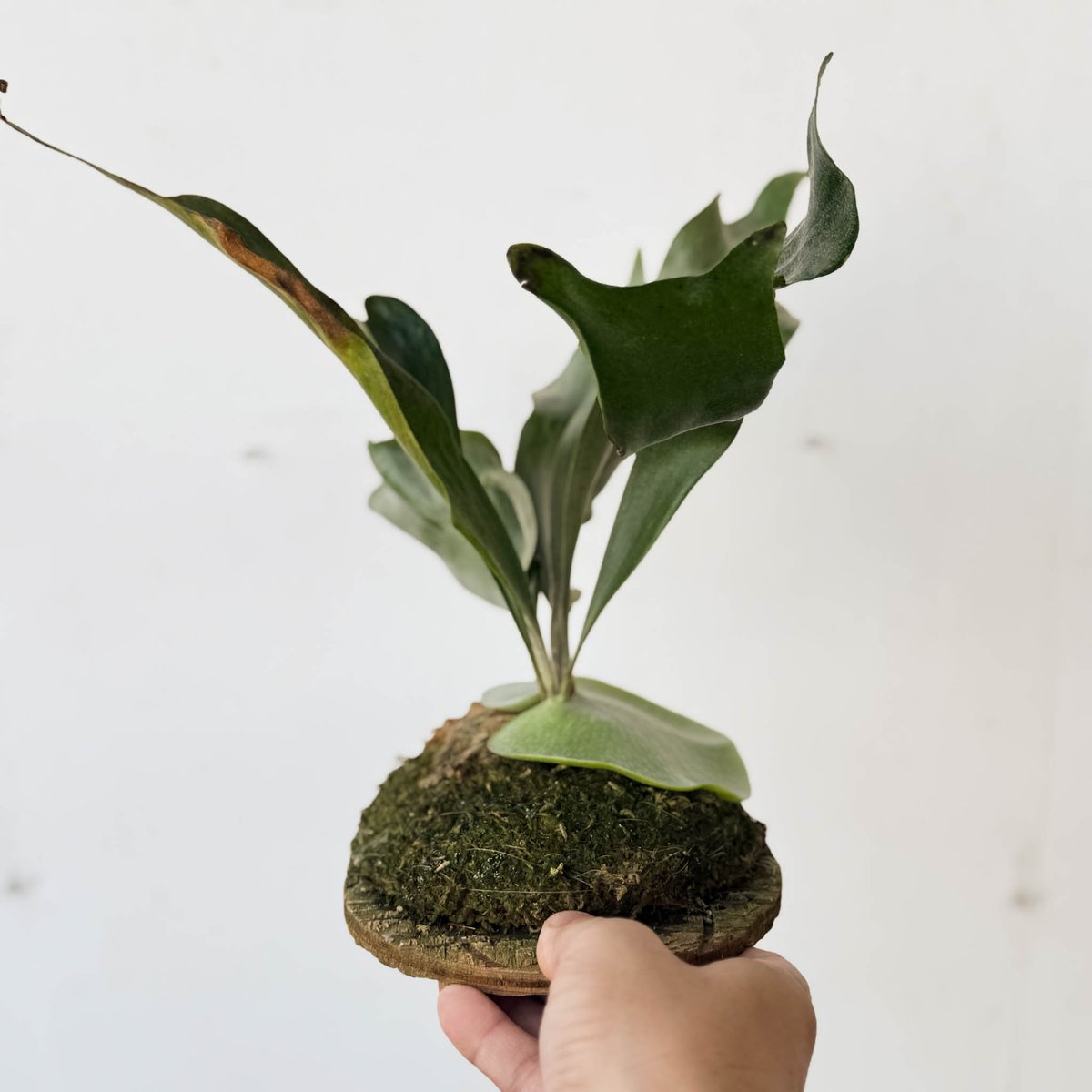 hillii dwarf (oc)板付　ビカクシダ hillii dwarf (oc)板付 ビカクシダ