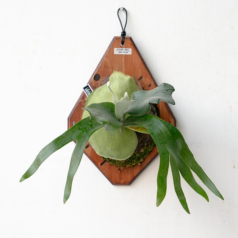 2025.11/22〜】板付ビカクシダ P. tenten（pup） | IMAMA