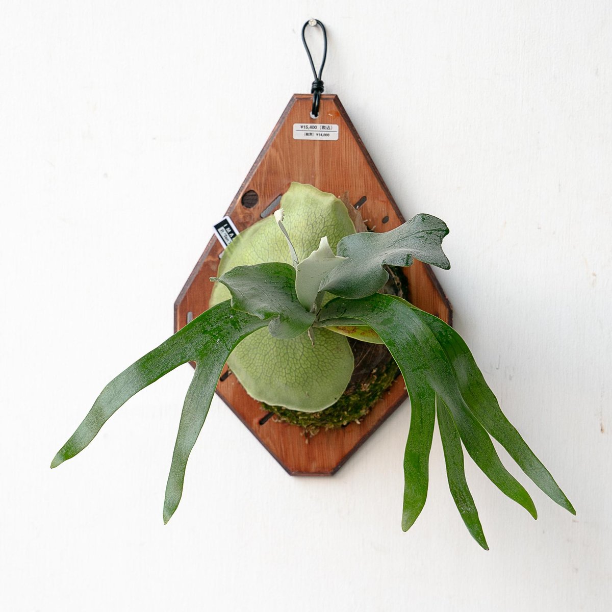 ビカクシダ　Neguse pup ビカクシダ Neguse pup Yahoo!オークション - P. 'neguse' ビカクシダ 子株