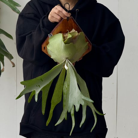 【2026.5/24〜】板付ビカクシダ　  P. willinckii sporeling