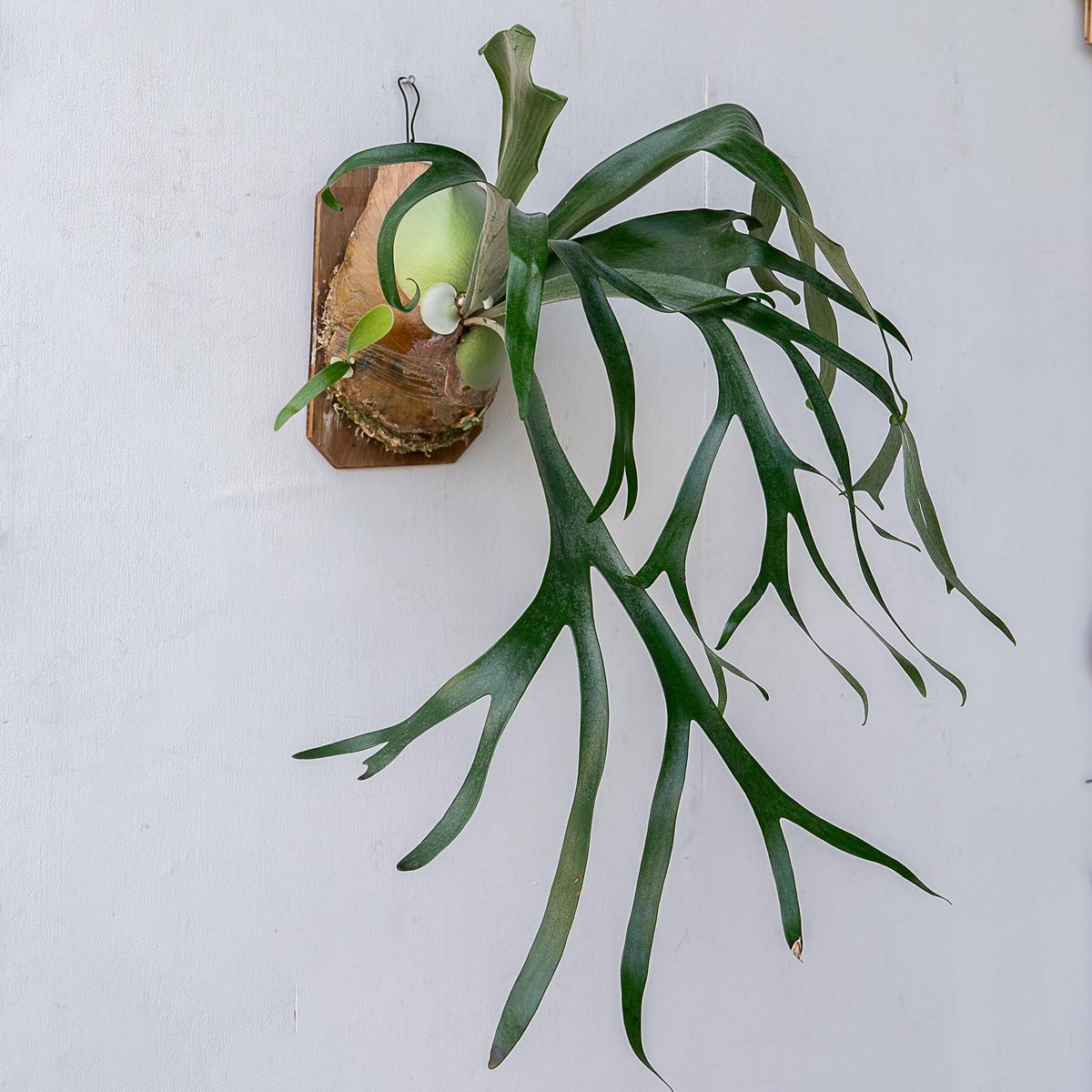 ビカクシダ問い合わせ用 2025.11/12〜】板付ビカクシダ P.bifurcatum系不明種（pup） |