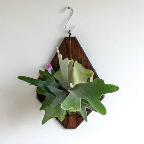 コウモリラン | STORES