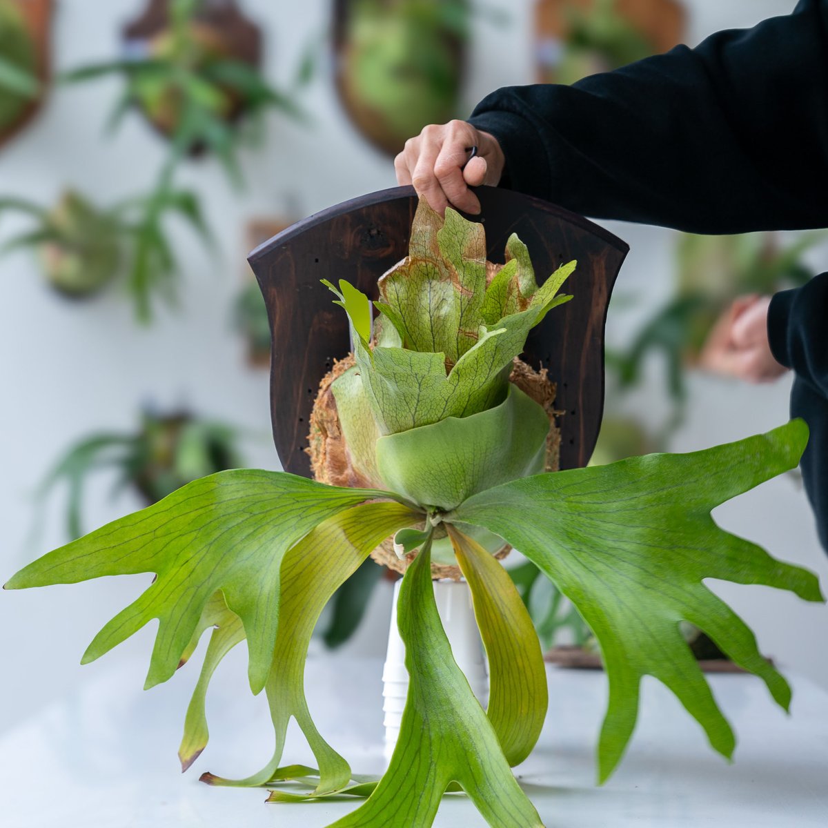 ビカクシダ P.willinckii Leonidas OC 【公式通販】