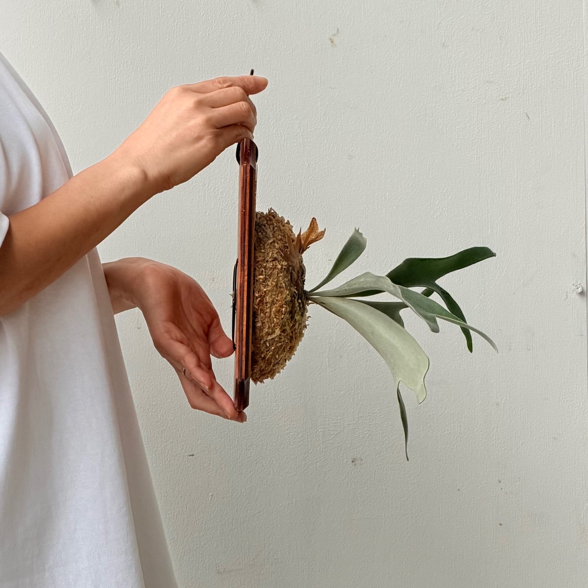 2026.7/2〜】板付ビカクシダ P. veitchii wild × P. 'Lipo'