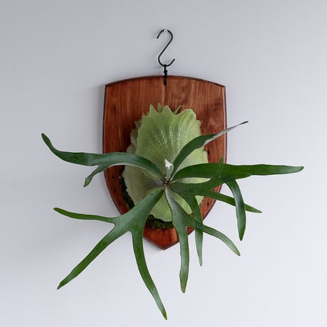 CATEGORY Platycerium（ビカクシダ/品種別） | IMAMA