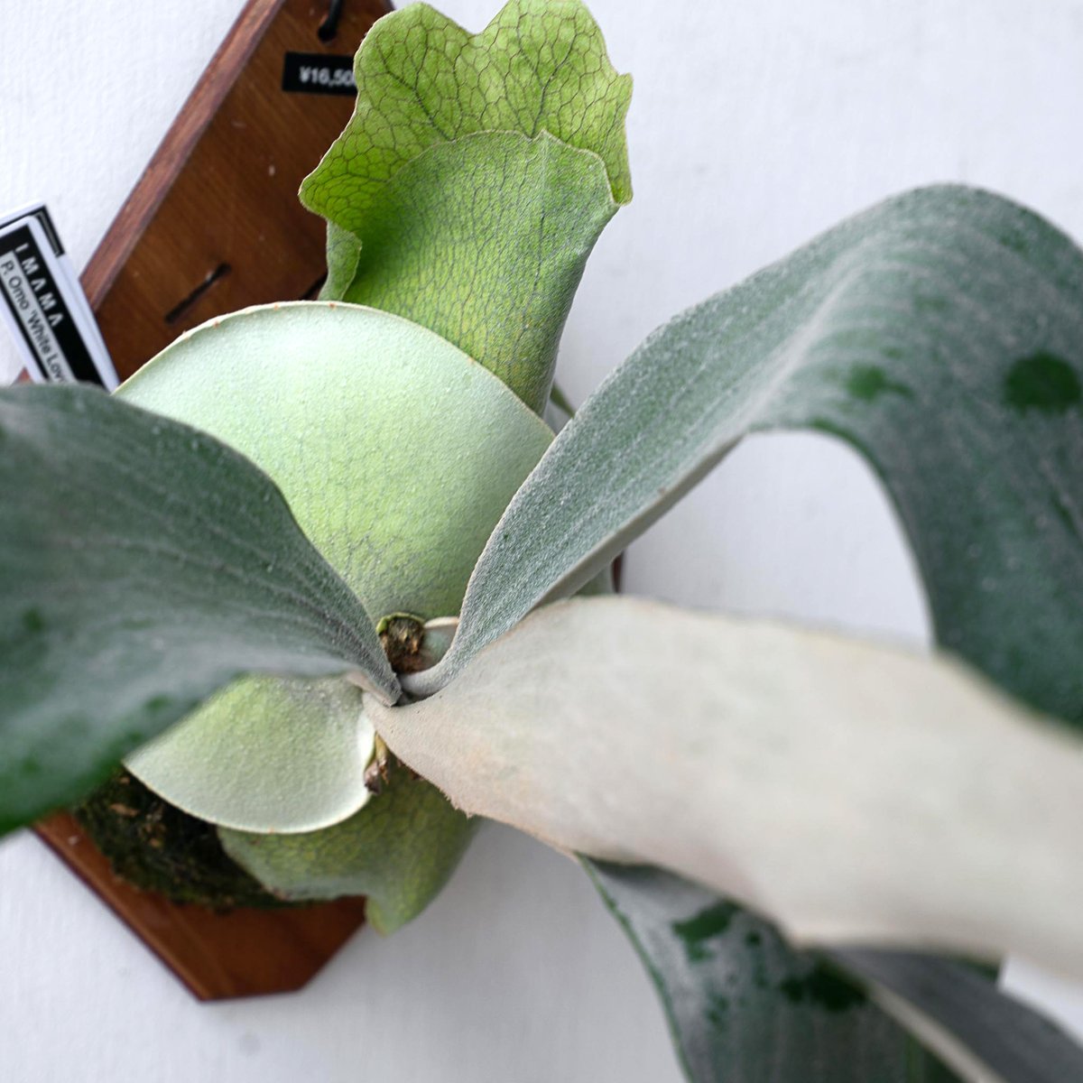 2025.11/12〜】板付ビカクシダ P. Omo 'White Lover'' (TC