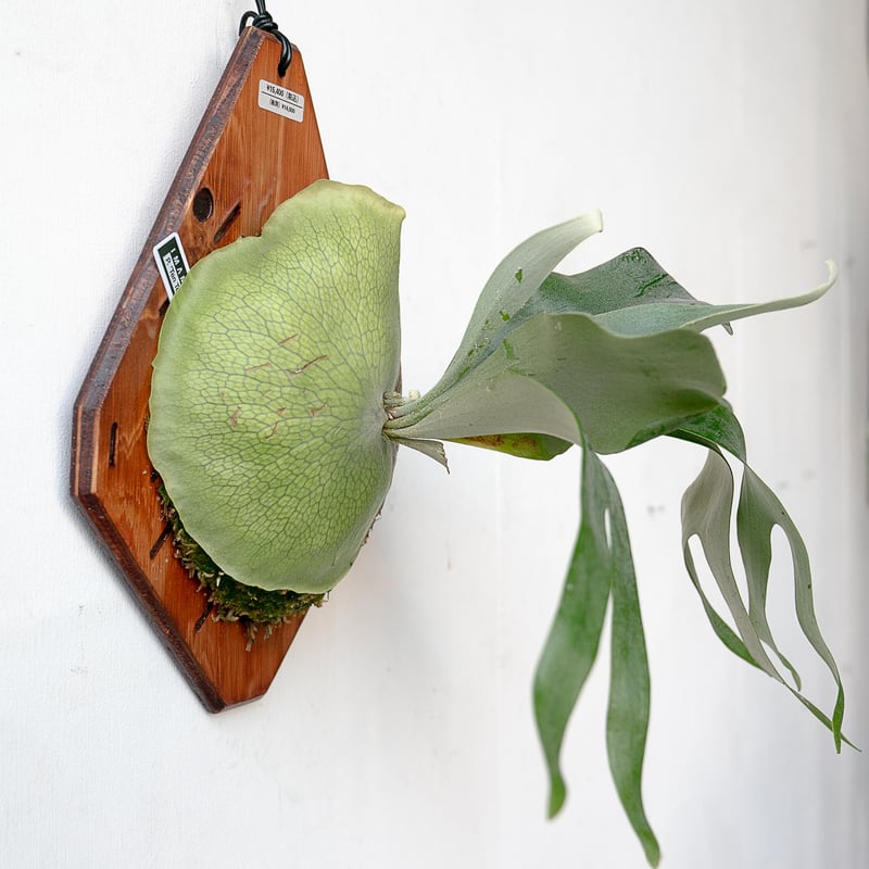 ビカクシダ　PUP5種セット　OC 2025.11/22〜】板付ビカクシダ P. tenten（pup） | IMAMA