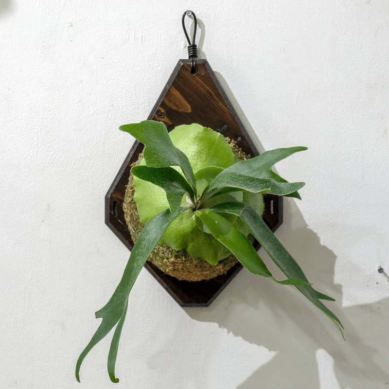 M ビカクシダ養生板 13枚セット M ビカクシダ養生板 13枚セット M