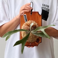 【2026.7/2〜】板付ビカクシダ　P. veitchii wild × P. 'Lipo'