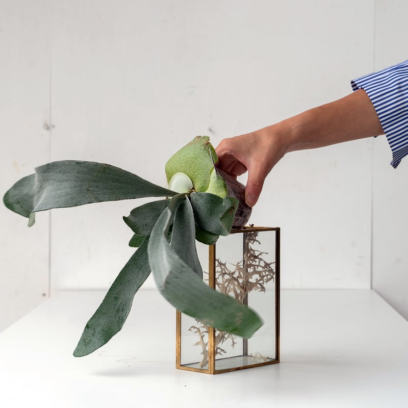 ビカクシダ 4種セット ☆ビカクシダ10種セット 胞子培養苗