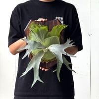 【2026.5/26〜】板付ビカクシダ　 P. willinckii 'Little crown' [pup]