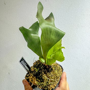 レア種3株セット ビカクシダ 【公式通販】