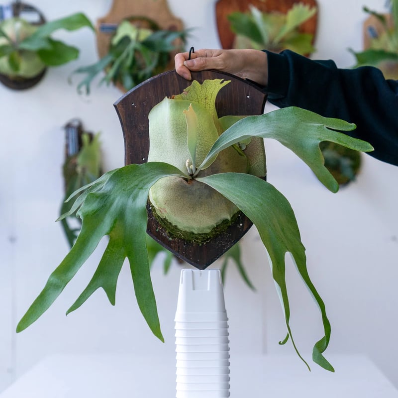 2025.2/2〜】板付ビカクシダ P. Pegasus（pup） | IMAMA