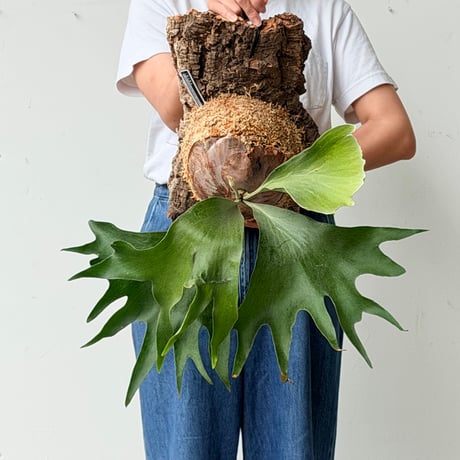 【2026.6/25〜】コルク付ビカクシダ　P. hillii 'Pumila Kew Garden' spore#1