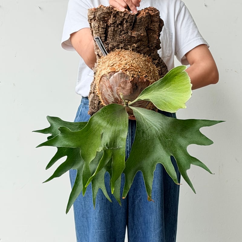 2026.6/25〜】コルク付ビカクシダ P. hillii 'Pumila Kew Gar