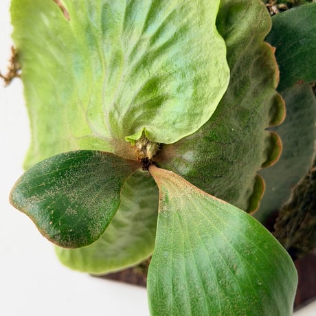 【2026.6/11〜】板付ビカクシダ　P. quadridichotomum × P. madagascariense