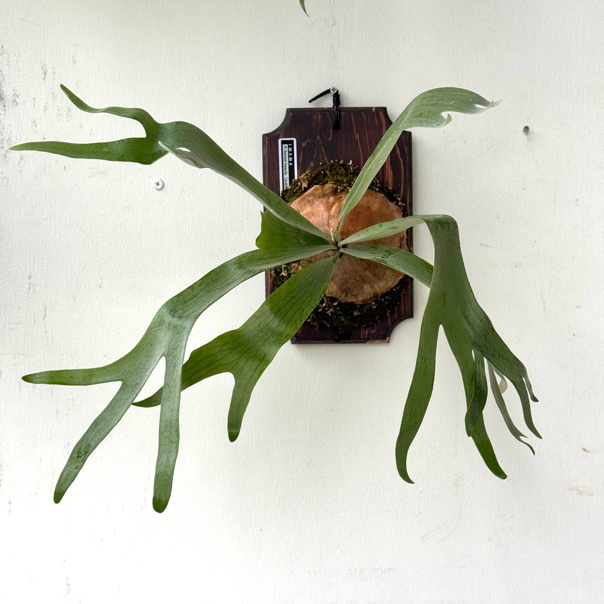 ［ビカクシダ］Platycerium sansai beauty Platycerium Sansai Beauty: pictures, how to grow, care at home