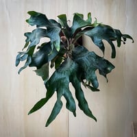 【2026.9/10〜】板付ビカクシダ　  P. hillii 'Bangpung' [pup]