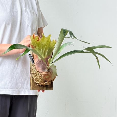 【2026.6/18〜】板付ビカクシダ　P. bifurcatum × P. 'Mt. Lewis'