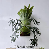 P.Little Crown Dwarf 胞子 ビカクシダ P.Little Crown Dwarf 胞子 ビカクシダ P.Little Crown Dwarf