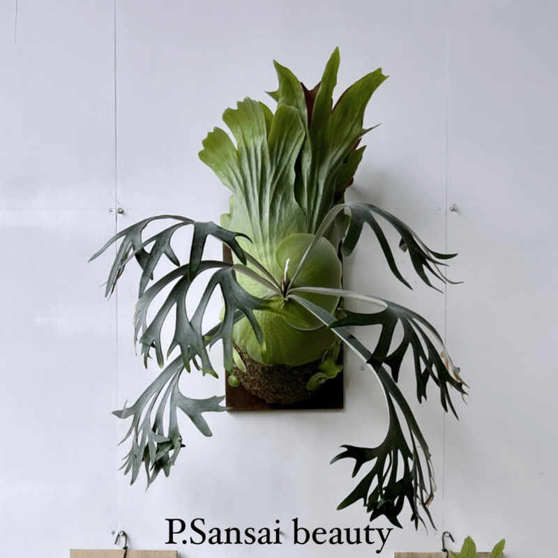 ［ビカクシダ］Platycerium sansai beauty ビカクシダ］Platycerium sansai beauty - メルカリ