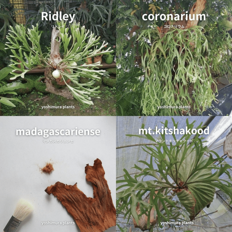 ビカクシダ胞子培養 エントリーセット ＜コラボver.＞ | IMAMA