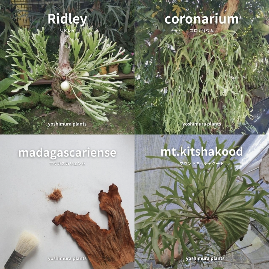 ビカクシダ胞子培養 エントリーセット ＜コラボver.＞ | IMAMA