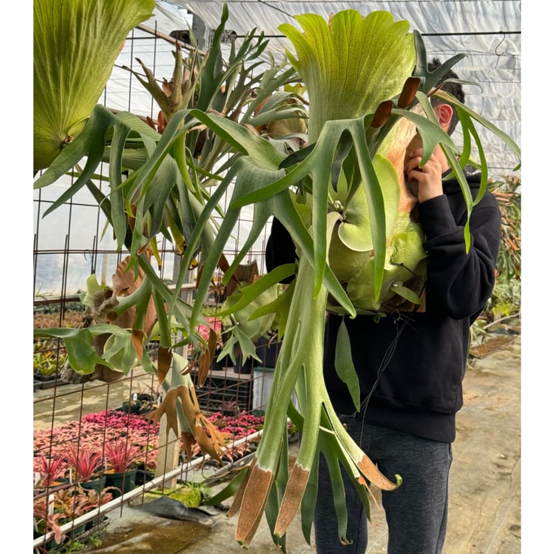 2025.11/12〜】板付ビカクシダ P.Chiang Dao（pup）_1 | IMAMA