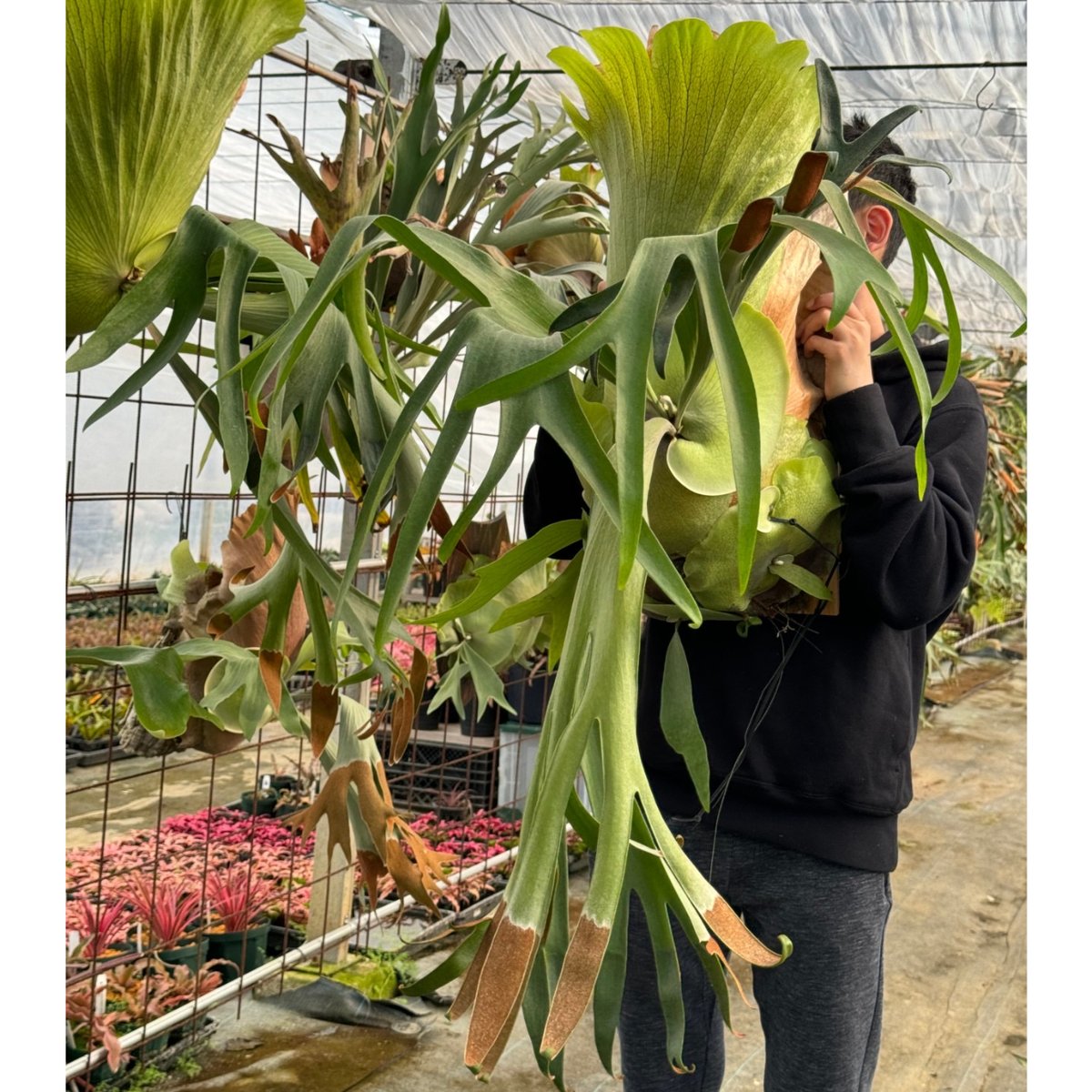 2025.11/12〜】板付ビカクシダ P.Chiang Dao（pup）_1 | IMAMA