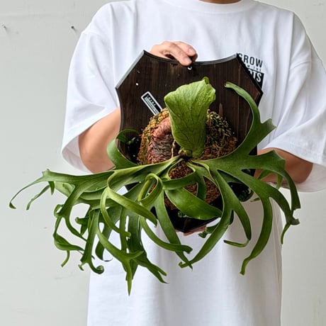【2026.7/2〜】板付ビカクシダ　 P. coronarium 'White'