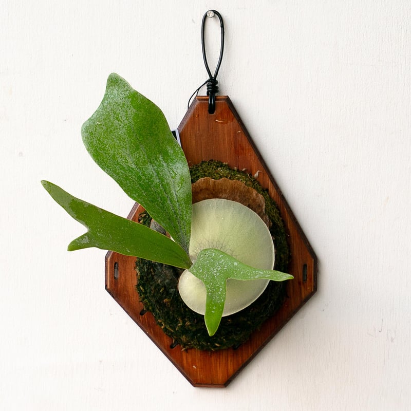 2025.11/22〜】板付ビカクシダ P. Tonkla DW 'Shine Glori