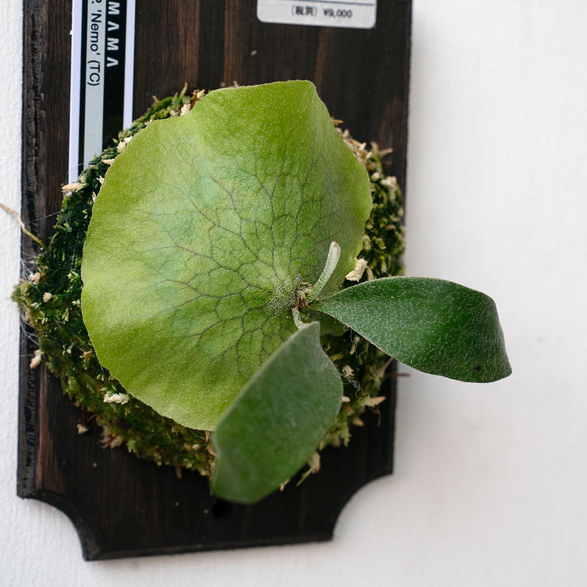 2025.11/22〜】板付ビカクシダ P. 'Nemo' （TC） | IMAMA