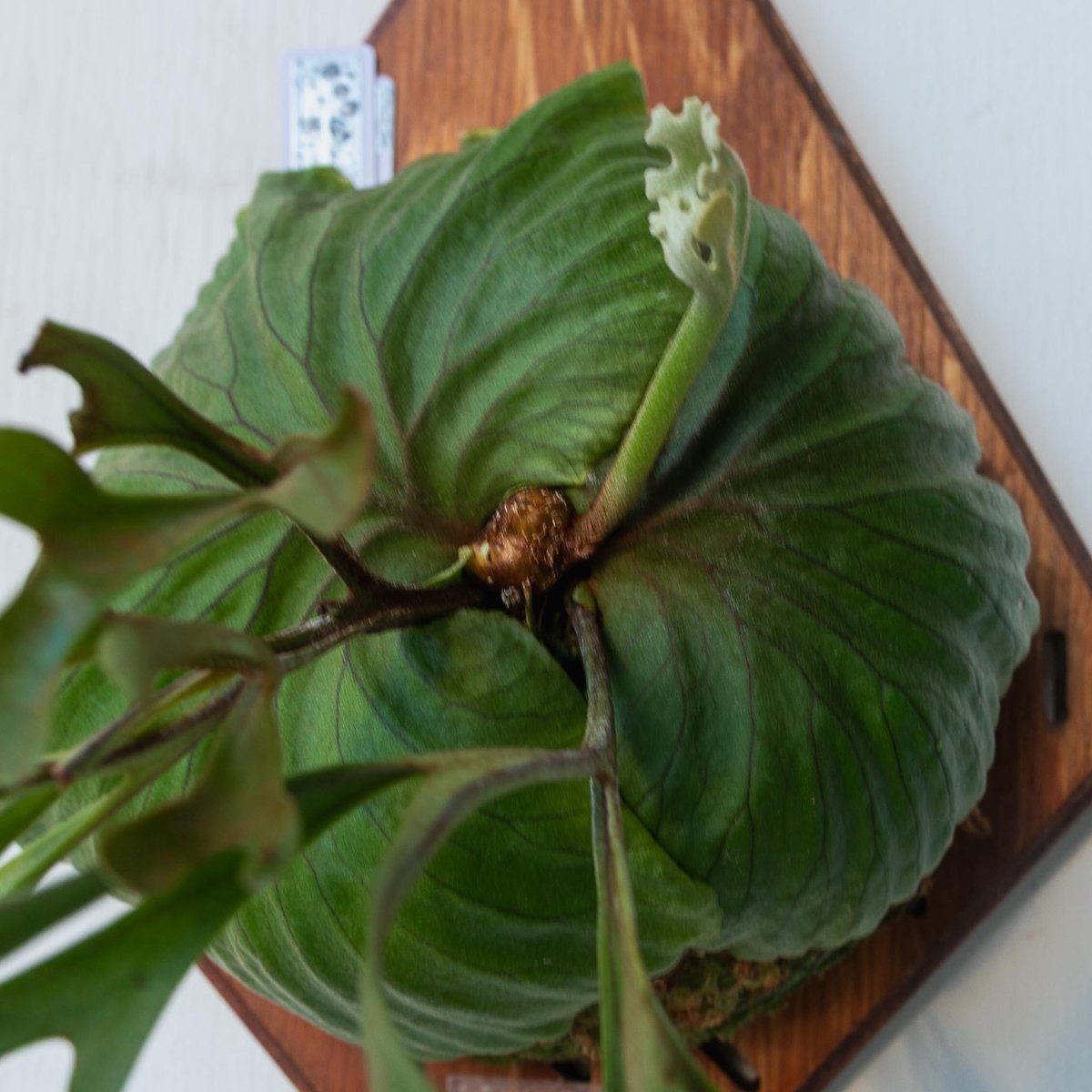 ビカクシダ　リドレイ　コーラル ビカクシダ リドレイ coral｜Yahoo!フリマ（旧PayPayフリマ）