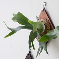 2025.2/2〜】板付ビカクシダ P. willinckii Nano sporeling