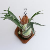 2025.12/14〜】板付ビカクシダ P. veitchii | IMAMA