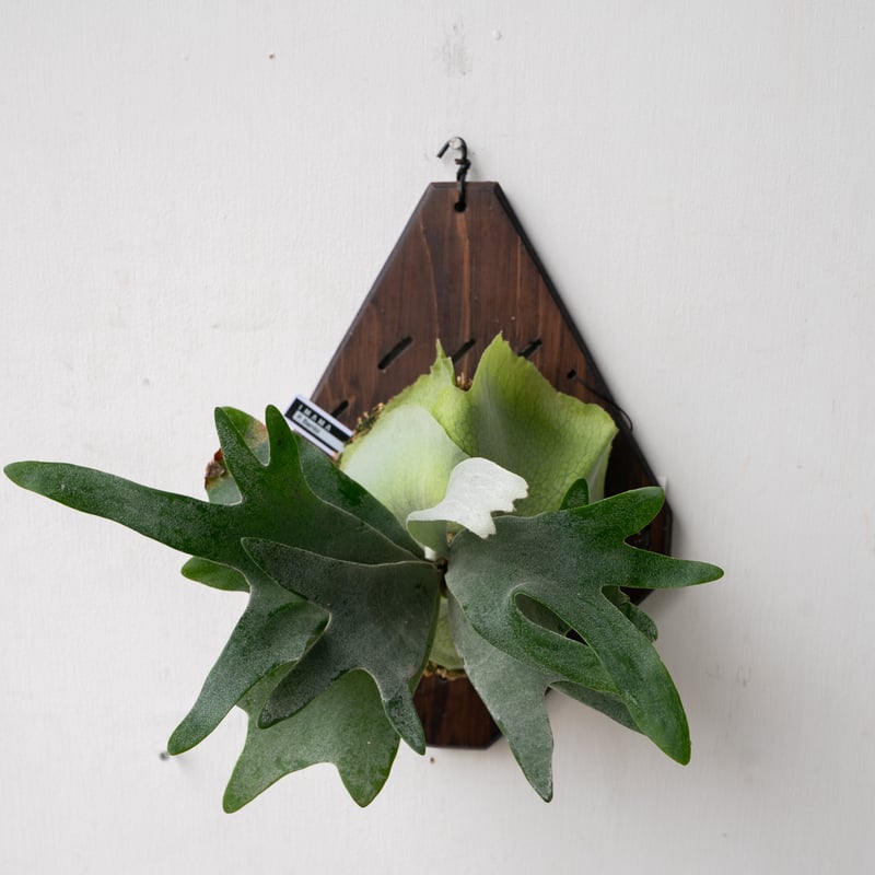 2025.11/4〜】板付ビカクシダ P. Bambi | IMAMA