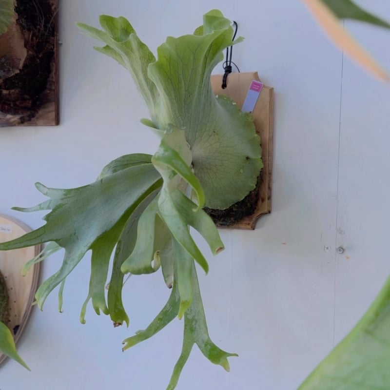 ビカクシダ P.willinckii Polaris ポラリス 子株 #2 2025.6/5〜】板付