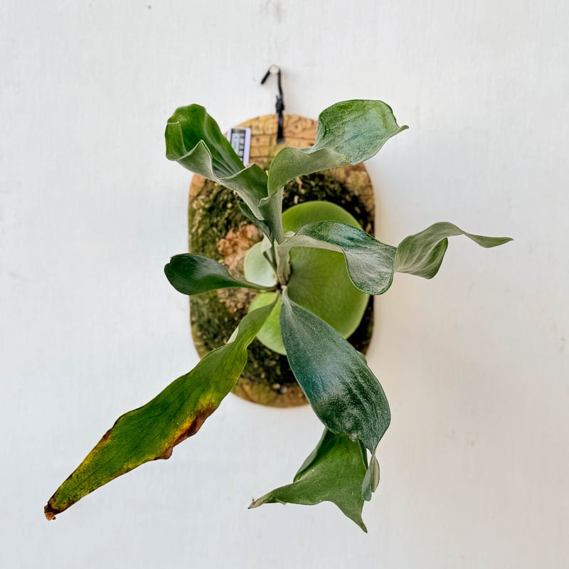 ビカクシダ　2種　dwarf ビカクシダ　② yellow moon sporeling dwarf ビカクシダ ドワーフ P.willinckii