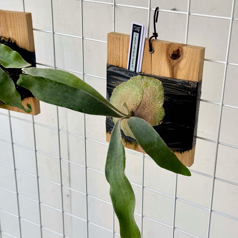 P. veitchii 'fenril' ビカクシダ子株 P. veitchii 'fenril