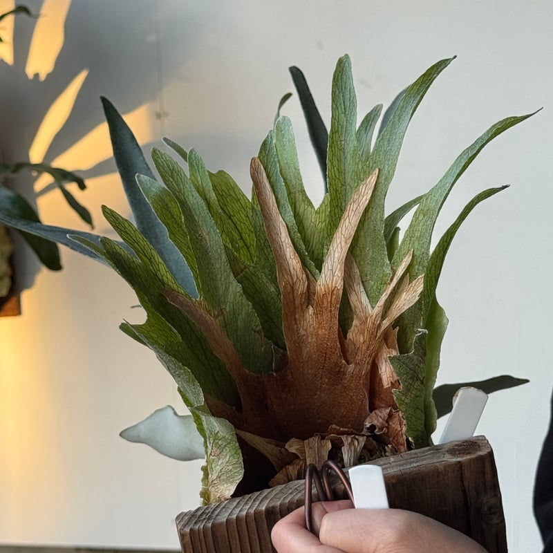 2026.5/5〜】板付ビカクシダ P. veitchii 'Suddan' sporeli