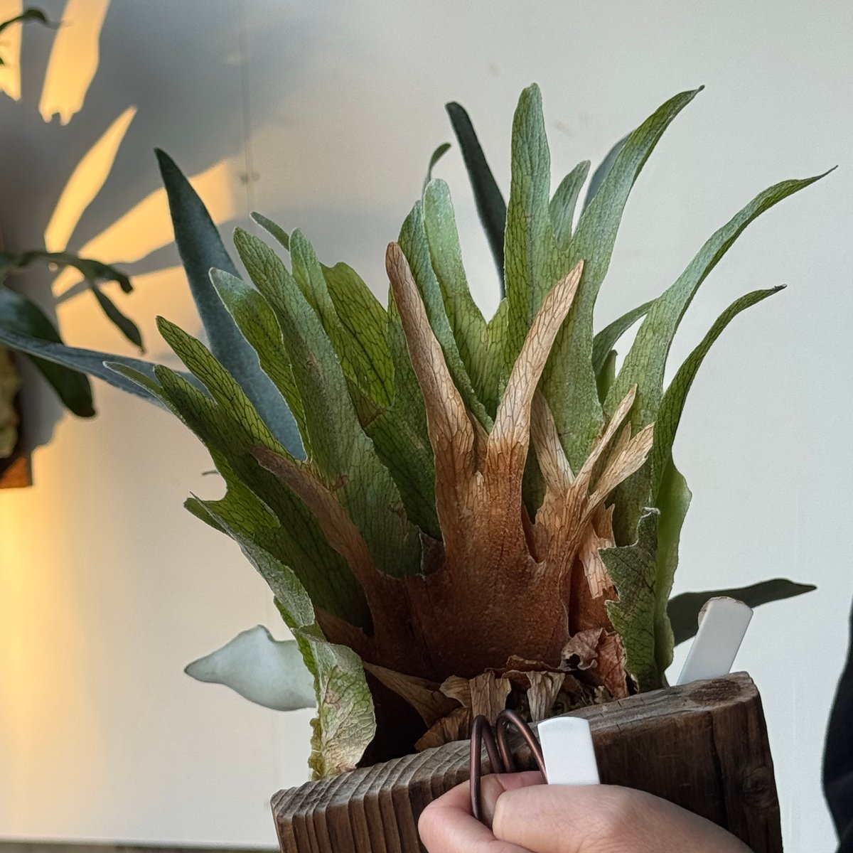 2026.5/5〜】板付ビカクシダ P. veitchii 'Suddan' sporeli