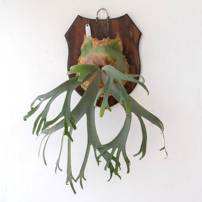 2025.8/5〜】板付ビカクシダ P. willinckii Little Crown