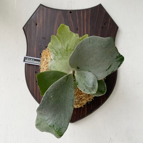 P. willinckii ’Jenny’ TC 1617 Platycerium willinckii 