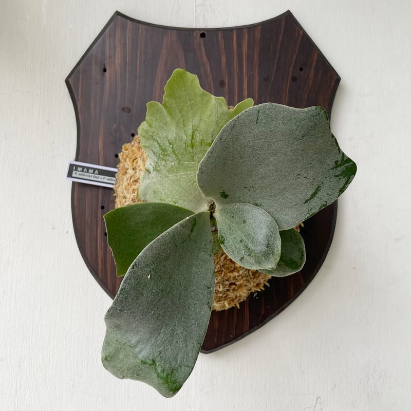 ビカクシダ Willinckii Bali P.willinckii Bali【ビカクシダ ウィ