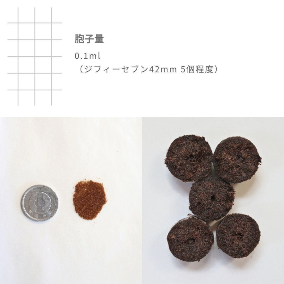 ビカクシダ胞子培養 エントリーセット ＜コラボver.＞ | IMAMA