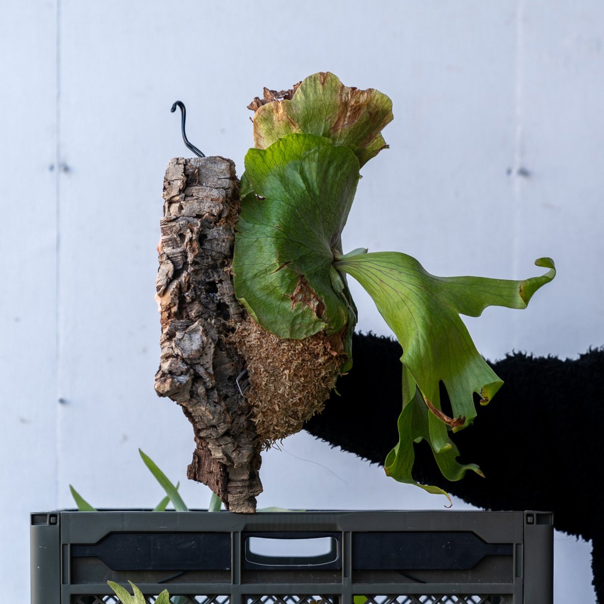 P. willinckii 'White Dress' 大株 現品 ビカクシダ willinckii 3mix