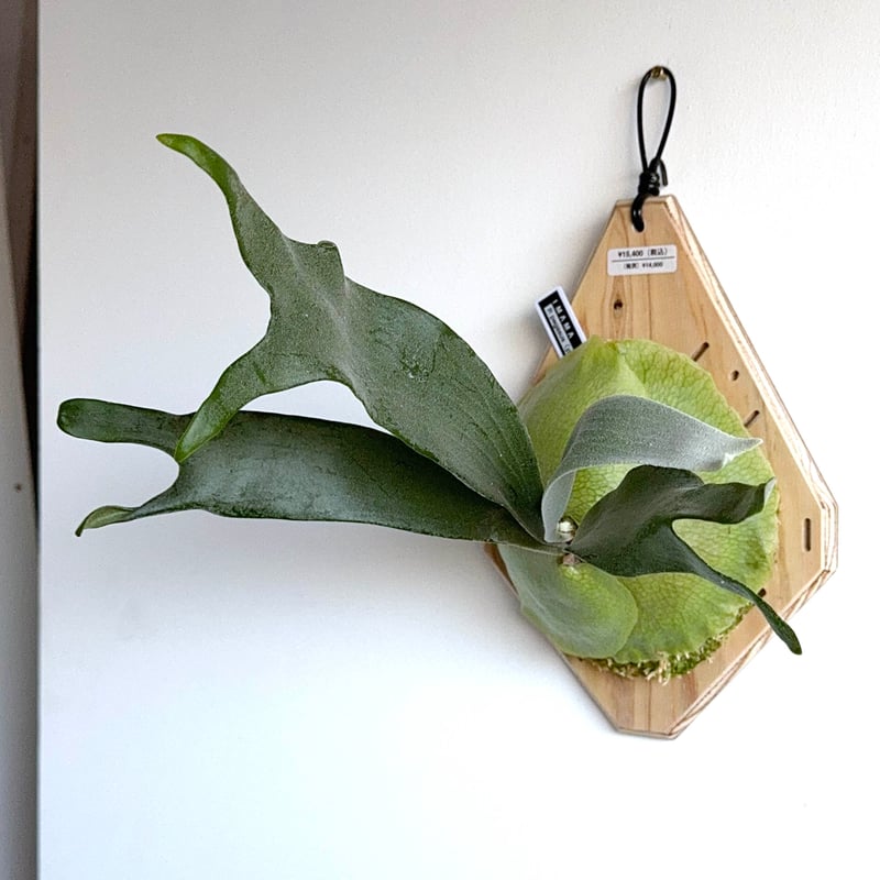 2025.12/13〜】板付ビカクシダ P. Pegasus（pup） | IMAMA