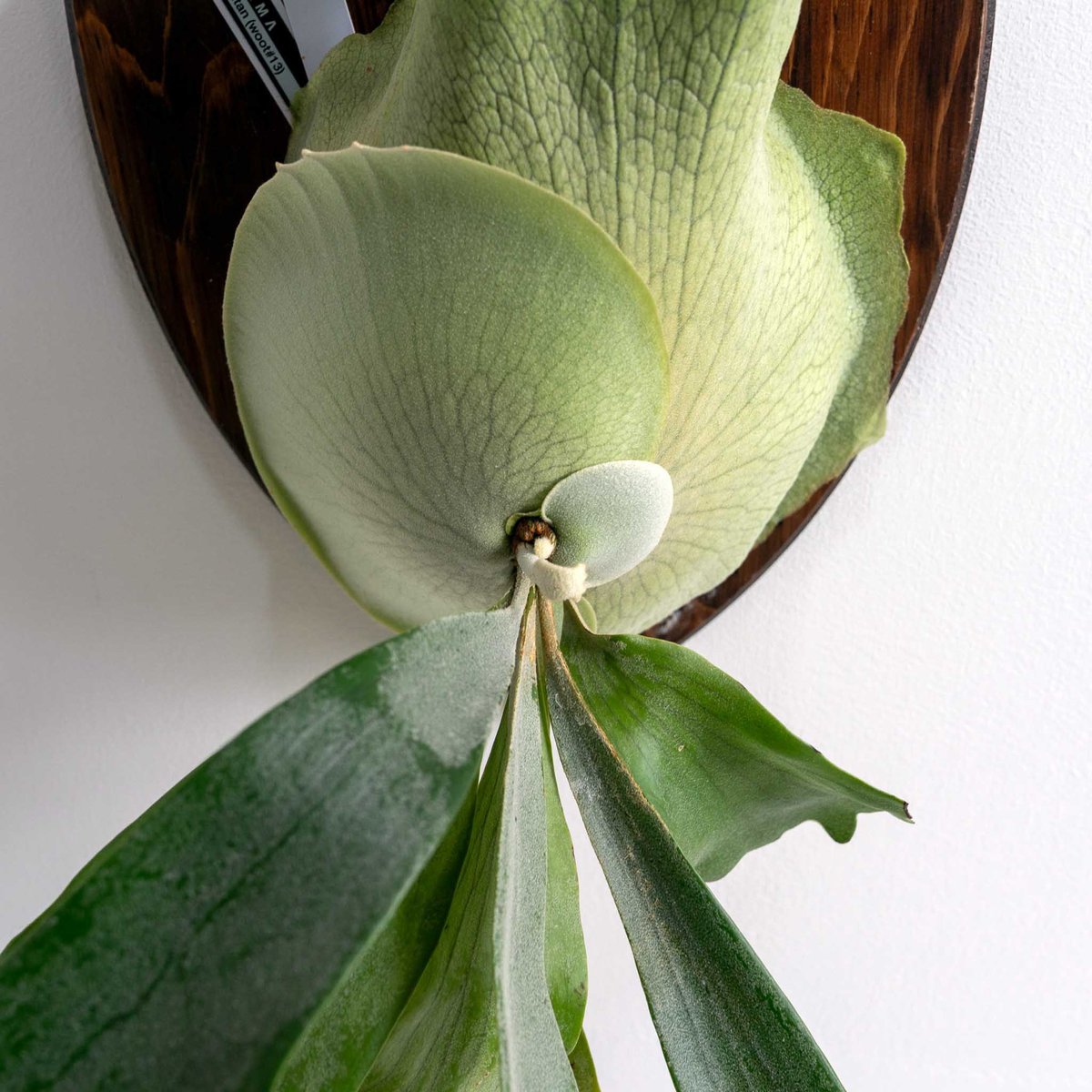 2025.12/20〜】板付ビカクシダ P. 'Titan' woot #13 | IMAMA