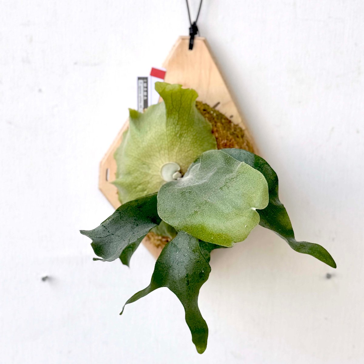 アフター縁日】板付ビカクシダ P. willinckii spore white #9（